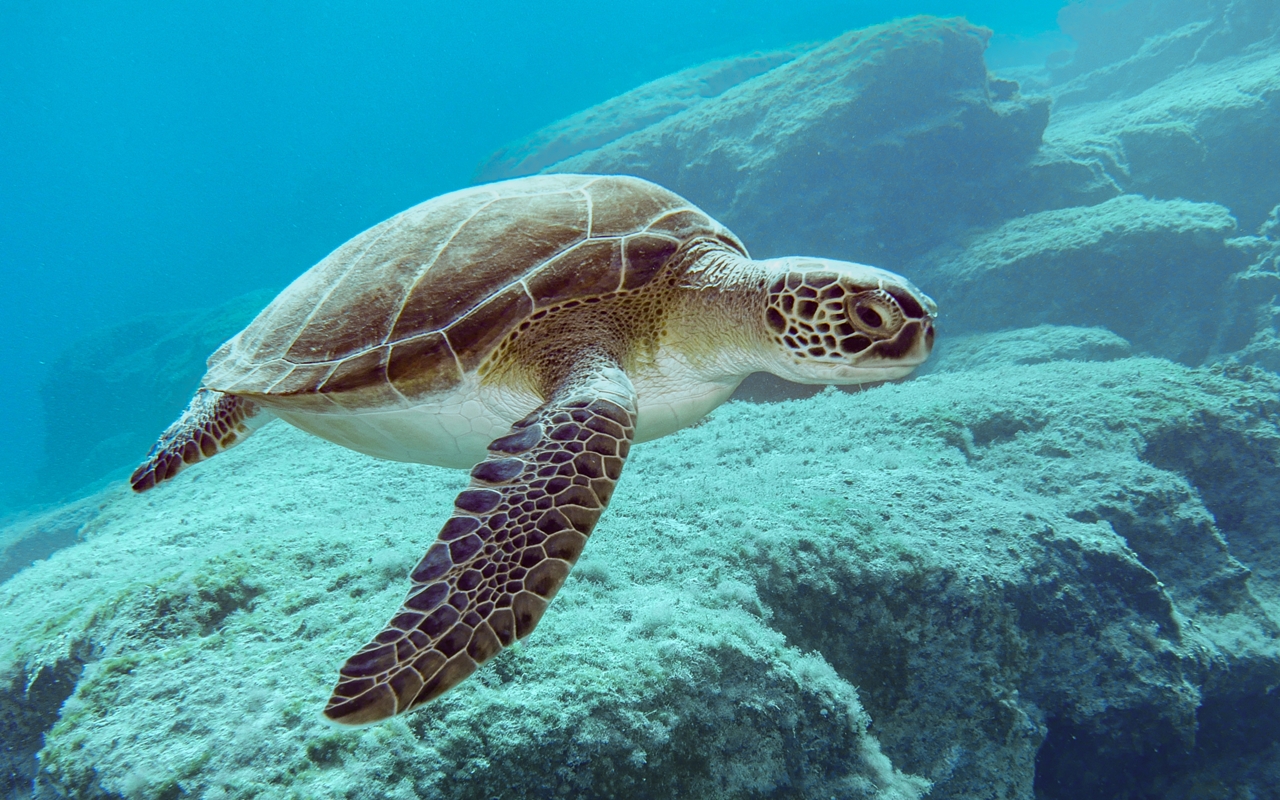 Ekvador i Galapagos